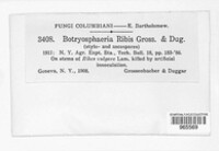 Neofusicoccum ribis image